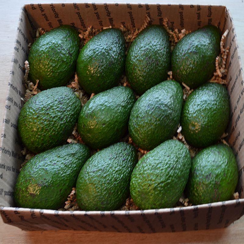Calibrated avocados in carton — SOSAF-CI export packaging