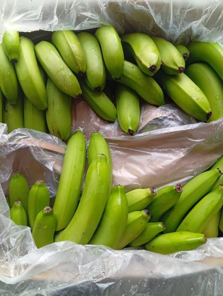 Cavendish bananas — export cartons at SOSAF-CI packing station